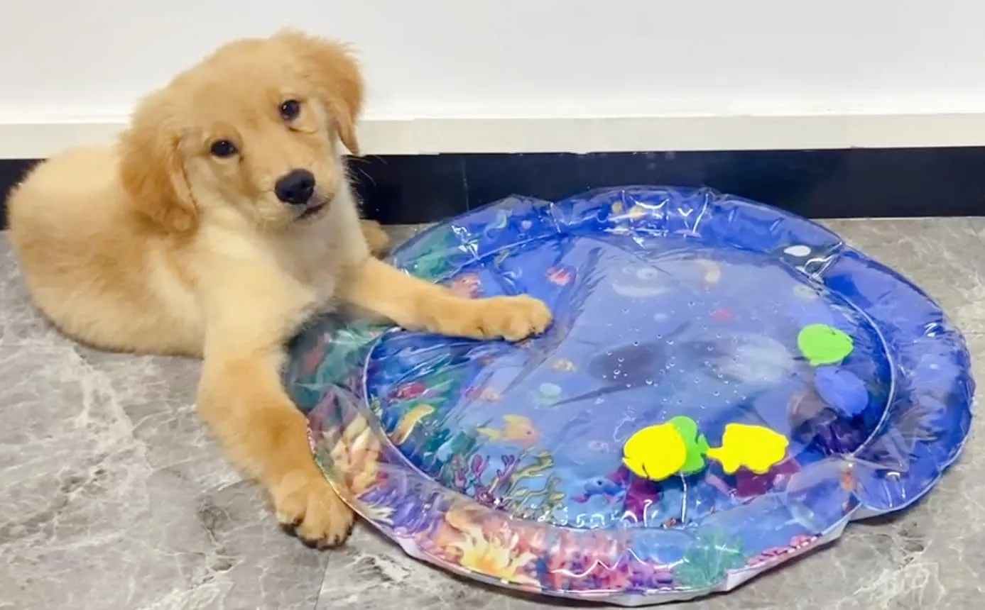 Dog Cooling Mat Cat Cooling Pad Summer Pet Bed for Dogs Cats Kennel Pad Pet Cooling Mat Cat Dog Cushion Pad (Tropical Fish)