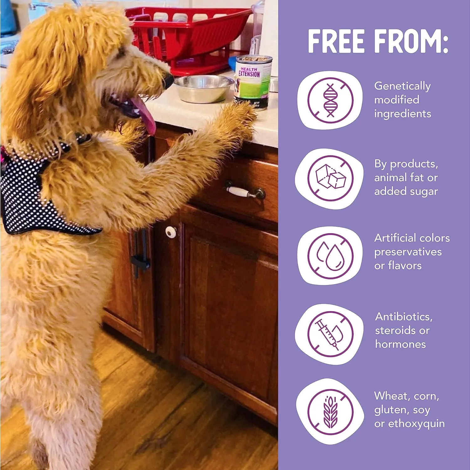 Health Extension Chicken Entre Wet Dog Food Grain-Free  5.5 oz  Protein-Rich Formula, Hydration Support, Ideal for Sensitive Stomachs (Case of 24 Cans)