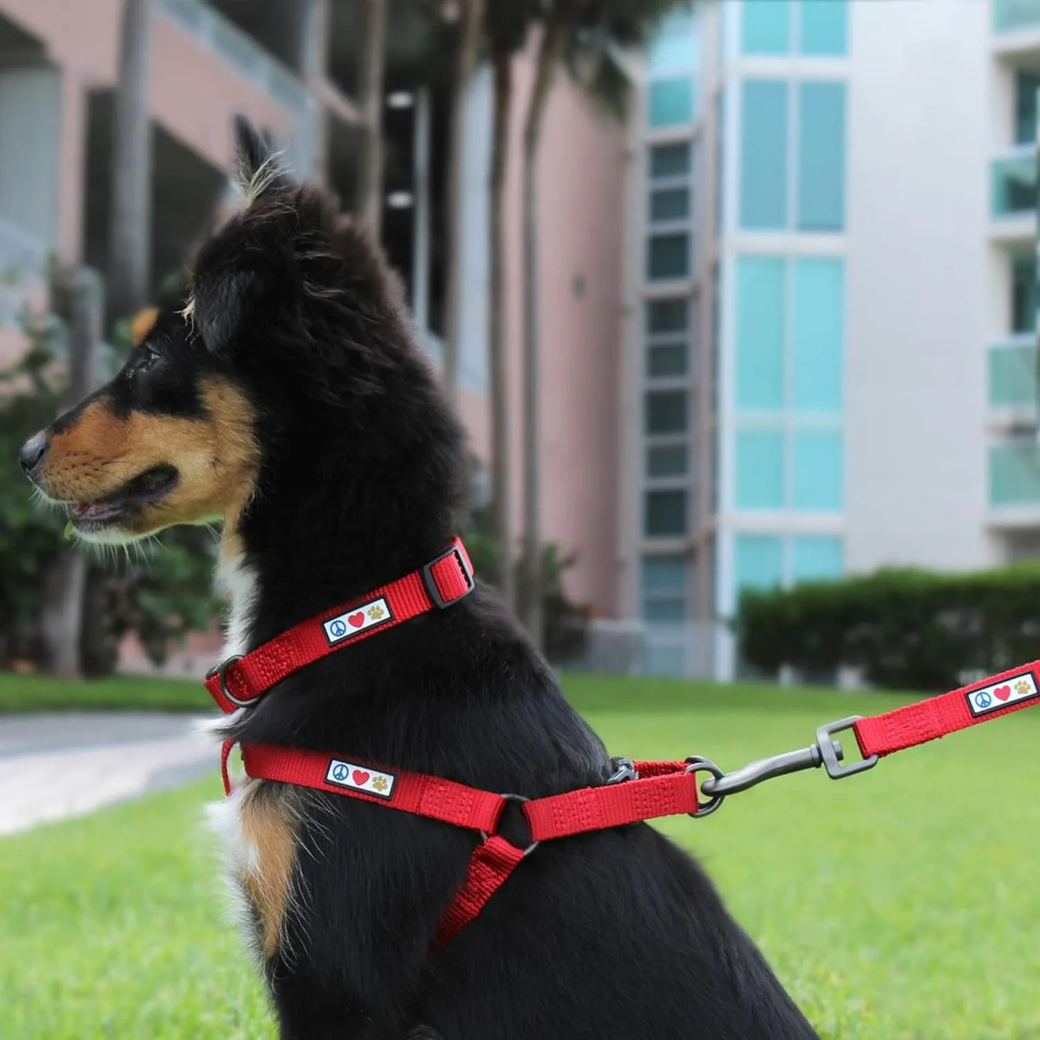 Pawtitas Adjustable Dog Collar - Heavy Duty, Waterproof, Quick-Release Buckle - Marsala for Medium Breeds