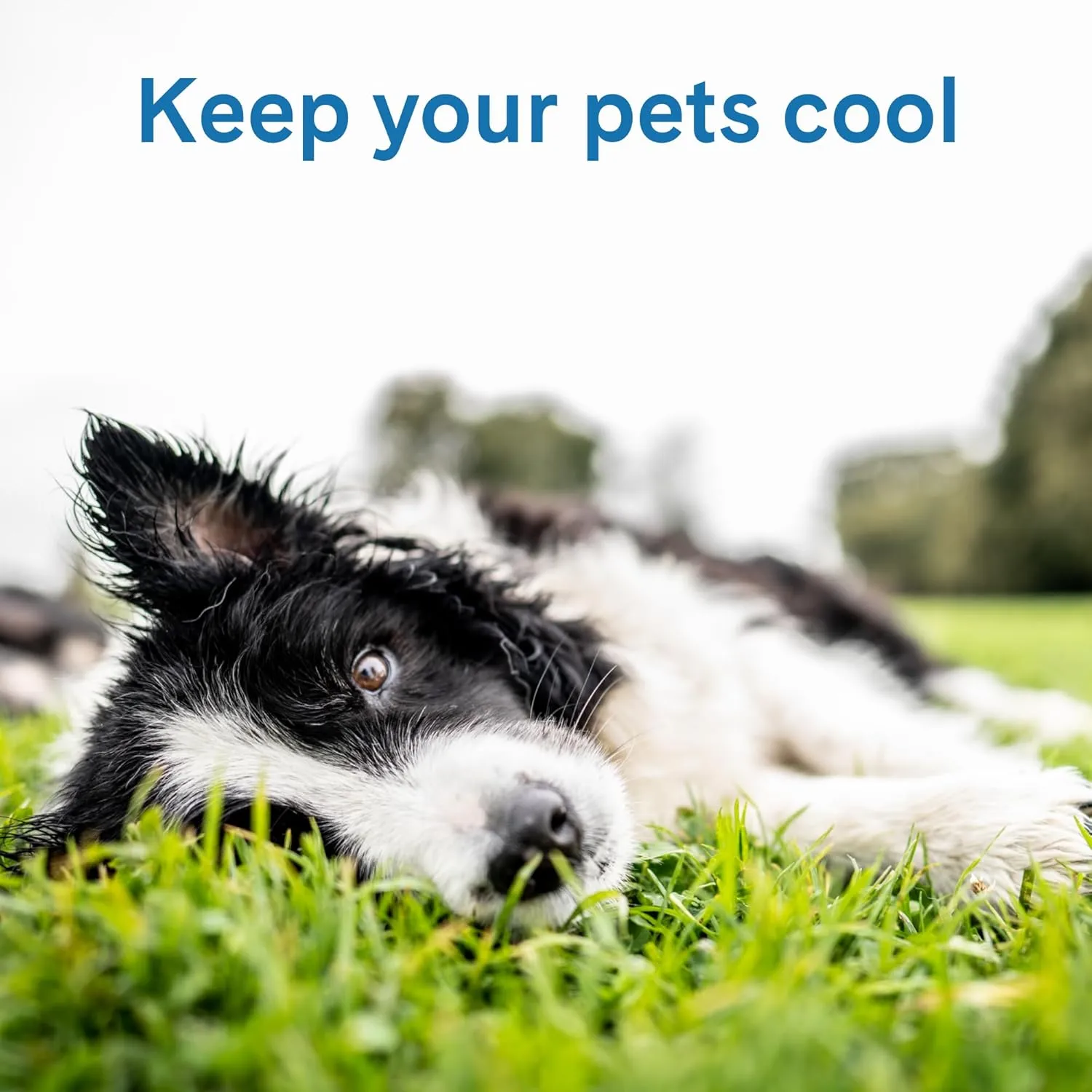 The Green Pet Shop Cool Pet Pad - Extra Large, Blue - Self-Cooling, Pressure Activated Mat for Dogs & Cats from 80  lbs - Non-Toxic Gel, No Water Needed