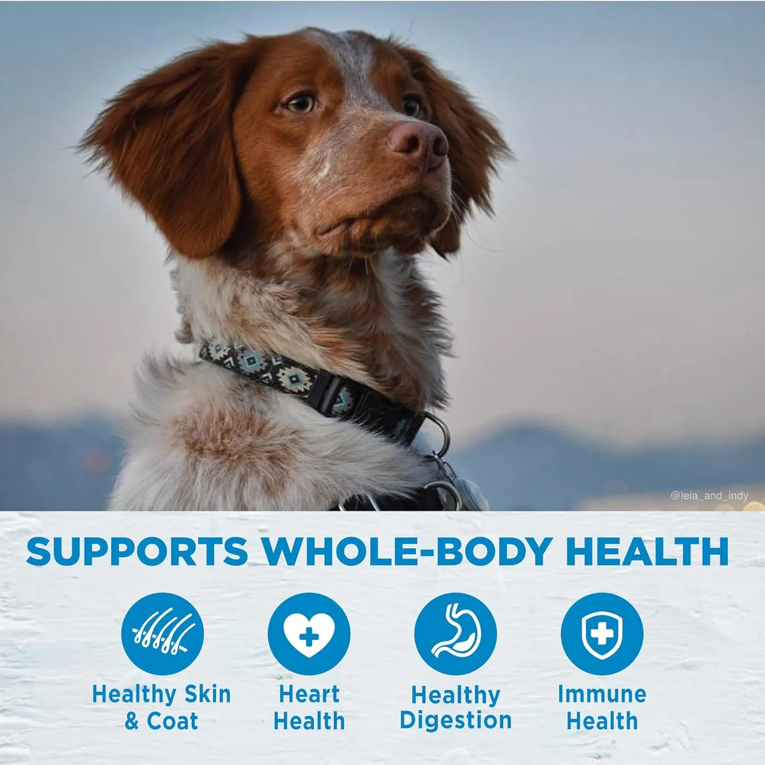 Wellness Simple Limited Ingredient Dry Dog Food for Sensitive Stomachs, Supports Skin & Coat, Grain-Free, Natural, Salmon & Potato Recipe, (24-Pound Bag)