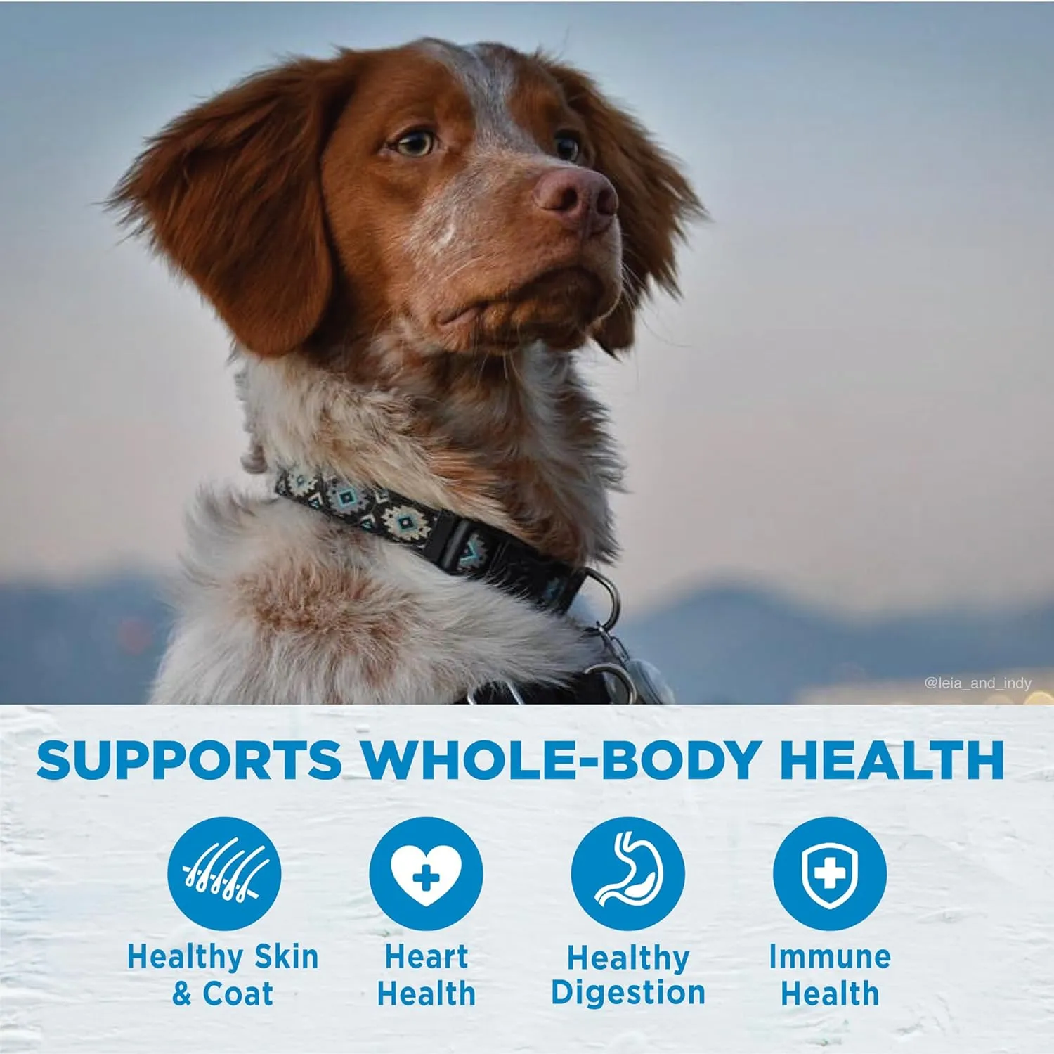 Wellness Simple Limited Ingredient Dry Dog Food for Sensitive Stomachs, Supports Skin & Coat, Grain Free, Natural, Salmon & Potato Recipe, (40-Pound Bag)