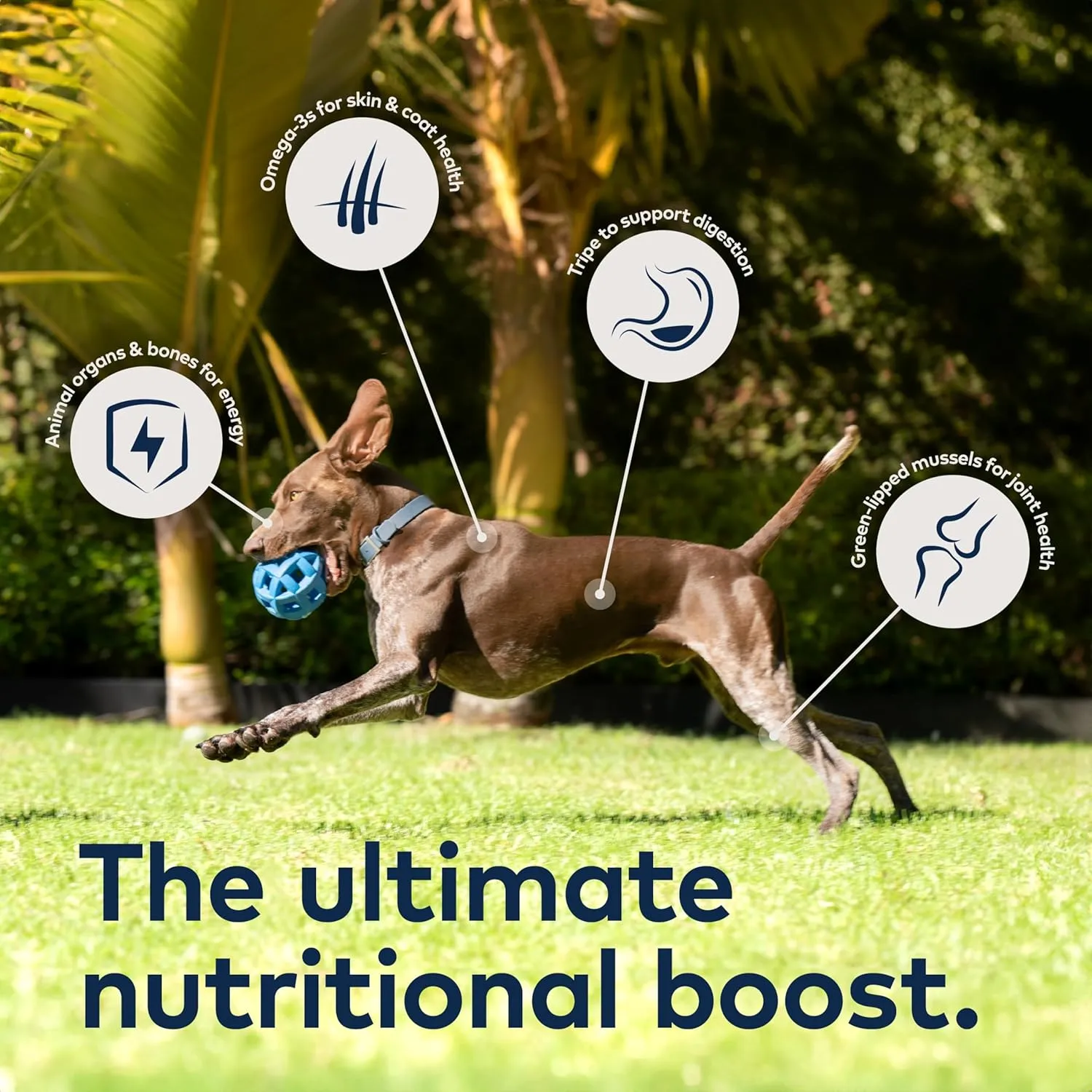 ZIWI Peak Air-Dried Dog Food  Beef - All Natural, High Protein, Grain Free, Limited Ingredient w/ Superfoods (16oz)