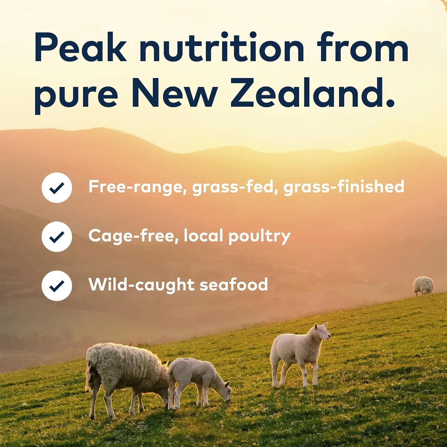 ZIWI Peak Canned Wet Cat Food  All Natural, High Protein, Grain Free, Limited Ingredient, with Superfoods, Lamb, 6.5 Ounce (Pack of 12)
