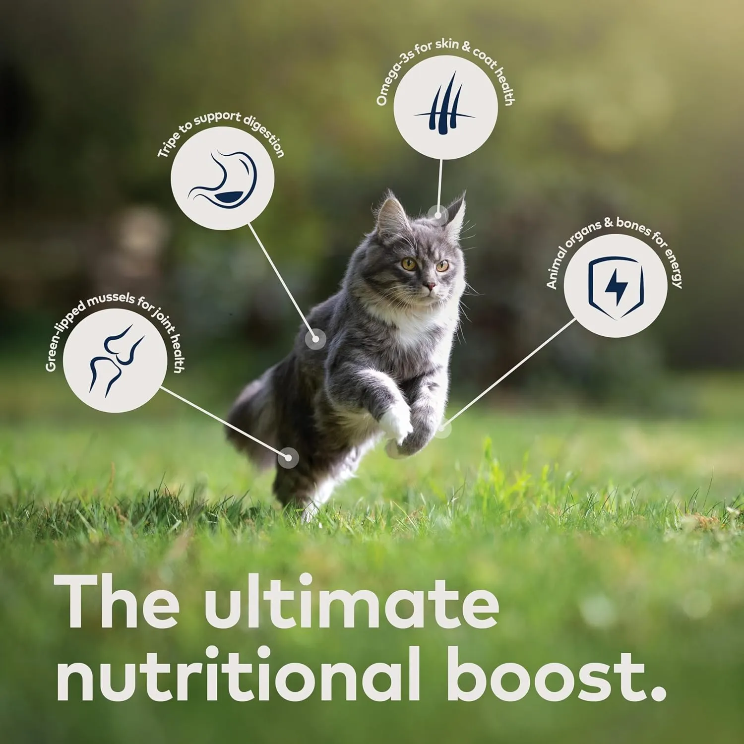ZIWI Peak Canned Wet Cat Food  All Natural, High Protein, Grain Free, Limited Ingredient, with Superfoods, Lamb, 6.5 Ounce (Pack of 12)